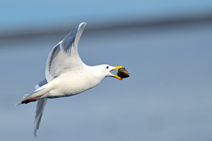 Glaucous-winged Gull
